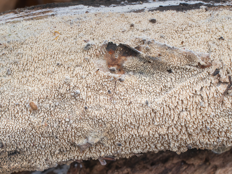 Xylodon quercinus Xylodon quercinus